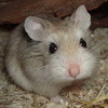 Видообразование у аллопатрических видов хомячков подсемейства Cricetinae (Rodentia, Cricetidae)