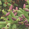 Эколого-географический потенциал ели сизой (<I>Picea glauca </I> (Moench) Voss, Pinaceae) и возможность ее интродукции в северную Евразию
