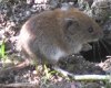 Адаптация европейской рыжей полевки (<i>Clethrinomysglareolus</i>  Schreber) к условиям природной биогеохимической провинции с избыточным содержанием никеля, кобальта и хрома