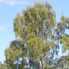 Ценотическое распределение и экологические предпочтения <I>Betula pendula</I> и <I>Betula pubescens</I> в центральной России