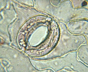 Устьице тополя волосистоплодного (Populus trichocarpa).