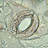 Устьице тополя волосистоплодного (Populus trichocarpa).