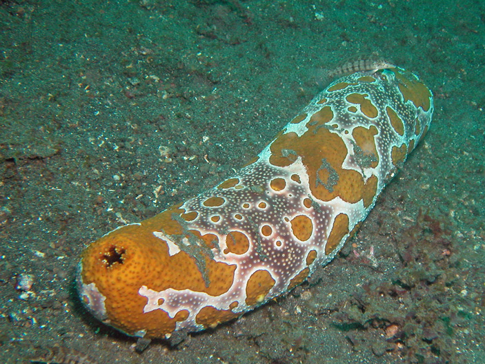 Голотурия Bohadschia argus