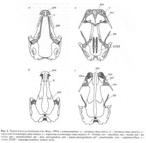 отличия черепа личинки (слева) от черепа взрослого животного (справа)