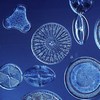 Диатомовые водоросли