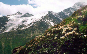 Растительность Кавказа