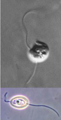 Вверху: жгутиконосец Bodo из группы кинетопластид, такие формы доминируют на ранних этапах развития сообщества, а потом исчезают; внизу: Ploeotia из группы тауматомонад, это одна из двух форм, доживших до самого конца эксперимента (фото с сайтов http://www.tolweb.org/ и www.orgs.muohio.edu/ )