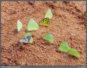 Часто можно наблюдать своеобразное агрегирование самцов бабочек (Mud-puddling) на мокрой почве, навозе и падали с целью добыть питательные вещества (натрий и аминокислоты). Возможно скопление бабочек разных видов в одном месте