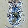 Коловратка Brachionus calyciflorus. 