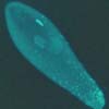 Яйцо наездника <i>Trichogramma kaykai</i> с множеством бактерий <i>Wolbachia</i> (ярко окрашенные точки). Вольбахии концентрируются в удлиненном кончике яйца, из которого впоследствии разовьются органы размножения наездника. Бактерии попадут в репродуктивные органы, затем — в яйцеклетки, обеспечив себе гарантированный переход в следующее поколение насекомых-хозяев.