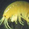 Байкальский рачок Gmelinoides fasciatus, широко распространившийся в водоемах европейской России. Фото из статьи Т. Н. Поляковой «Биологическое загрязнение водных экосистем».