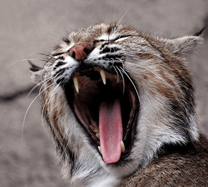 Источник: http://www.lovemyplanet.ru/images/photo/large_5930.jpg