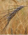 Дикая двузернянка, тетраплоидная пшеница Triticum dicoccoides, давшая начало культурной двузернянке или полбе Triticum dicoccum. До раннего бронзового века полба оставалась важнейшей посевной культурой Плодородного полумесяца (изображение с сайта www.abc.net.au)