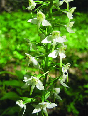 Любка зеленоцветковая (<i>Platanthera chlorantha</i>).\nhttp://www.plantarium.ru/page/image/id/59970.html\n
