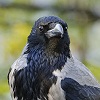 Серая ворона (<i>Corvus Cornix</i>). Фото из Википедии