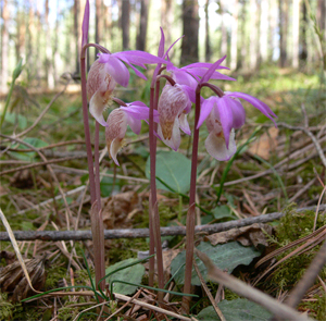 Калипсо луковичная (<i>Calypso bulbosa</i>).\nhttp://www.plantarium.ru/page/image/id/43427.html\n