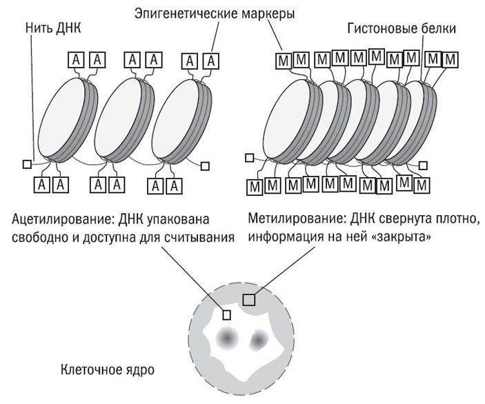 Эпигенетические маркеры определяют степень скручивания ДНК