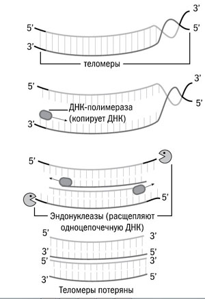 Укорочение теломер