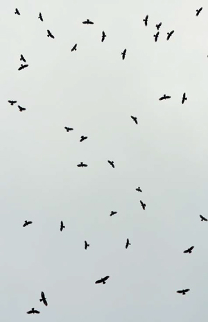 Осенний пролет хищных птиц над Аджарией