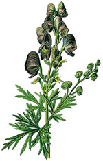 Aconitum napellus. Изображение: «Популярная механика»