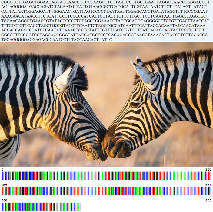 Зебры. Ген COI Equus zebra: последовательность нуклеотидов и ее представление в виде баркода («Троицкий вариант» №1, 2021)