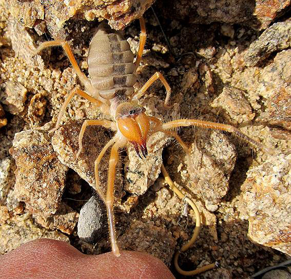 Сольпуга (фаланга) в песках Южной Монголии. Фото: Александр Фомичев («Коммерсантъ Наука» №6, сентябрь 2017)