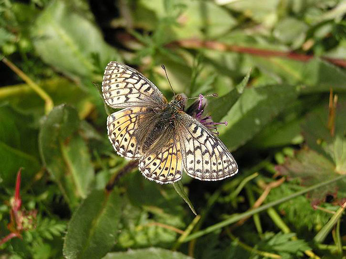 Перламутровка алтайская — типичный вид среднегорий и высокогорий Алтая. Фото: Роман Яковлев («Коммерсантъ Наука» №6, сентябрь 2017)