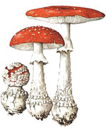Amanita muscaria. Изображение: «Популярная механика»