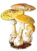Amanita phalloides. Изображение: «Популярная механика»