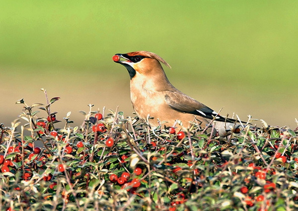 Безумие. Наевшись плодов шинуса фисташколистного (он же бразильский перец), американский свиристель мечется и бьется в окна