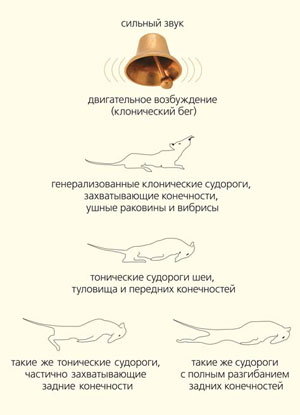 Схема развития аудиогенного судорожного припадка у крысы («Природа» №9, 2017)