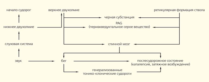 Схема связей структур ствола мозга крысы при развитии аудиогенного судорожного припадка («Природа» №9, 2017)
