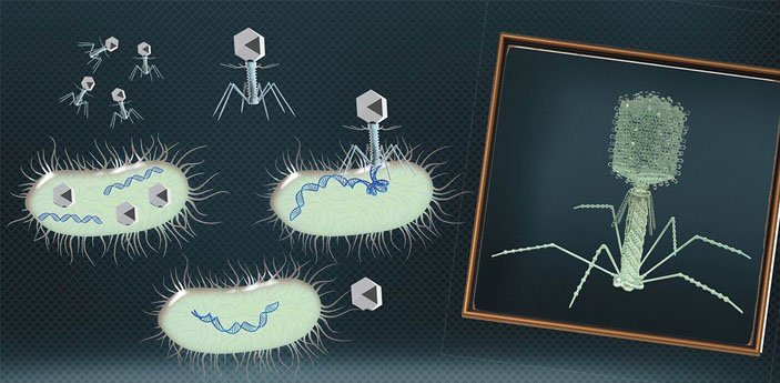 Бактериофаги: 100 лет на службе человечеству («Наука из первых рук» №4(70), 2016)