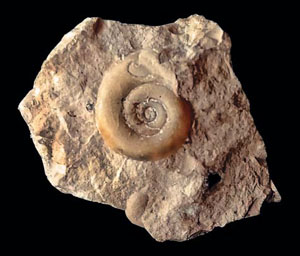 Рис. 2. Ископаемый морской моллюск Sinutropis sp. (Euomphalidae) из отложений Омулёвских гор позднеордовикского («Природа» №6, 2020)