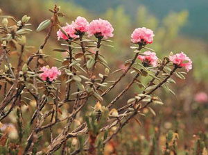 Рододендрон Адамса («Природа» №6, 2020) 