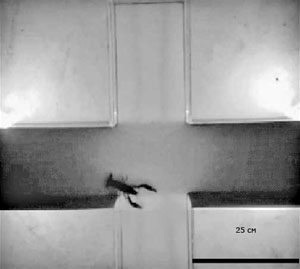 Рис. 4. Рака посадили в центр приподнятого крестообразного лабиринта. В зависимости от уровня тревоги он будет обследовать новое место или поспешит уползти в темноту («Химия и жизнь» №2, 2018)