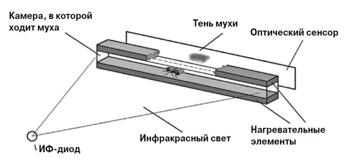 Рис. 5. Как только муха останавливается, камера нагревается. У насекомых, которые не могут управлять этим процессом, развивается депрессия («Химия и жизнь» №2, 2018)