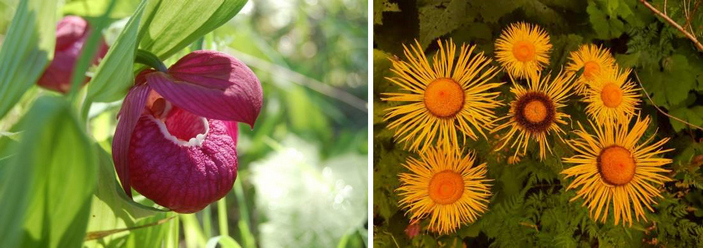 Александр Дубынин: Нас объединяет страсть к полевому изучению природы