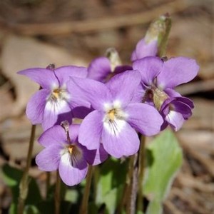 Александр Дубынин: Нас объединяет страсть к полевому изучению природы