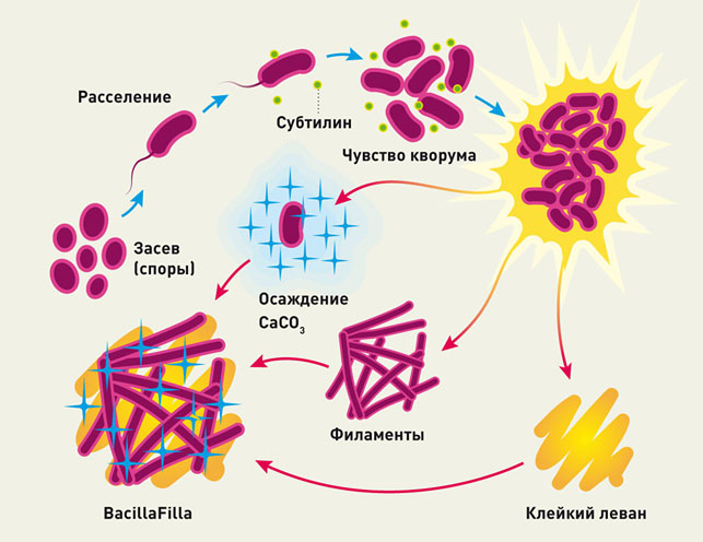 Использование бацилл BacillaFilla в строительстве («Популярная механика» №6, 2017)