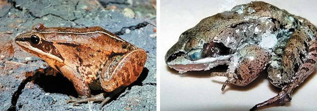 Рис. 6. Лесная лягушка (Rana sylvatica) — представитель стратегии выживания в замороженном состоянии («Природа» №2, 2017) 