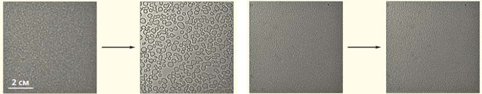 Рис. 8. Подавление антифризными белками рекристаллизации льда («Природа» №2, 2017)