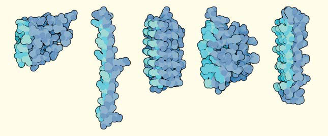 Рис. 10. Глобулярные модели пяти антифризных белков, выделенных из разных животных («Природа» №2, 2017)