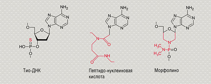 Тио-ДНК, пептидо-нуклеиновая кислота, морфолино (структурные формулы) («Наука из первых рук» №4 (75), 2017)