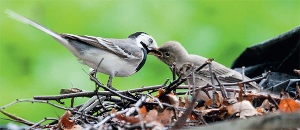 Белая трясогузка (Motacilla alba) кормит птенца