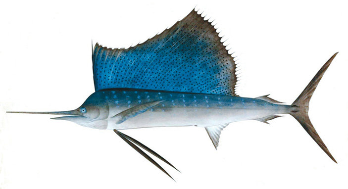 Рыба-парусник («ТрВ» №25(244), 19.12.2017)