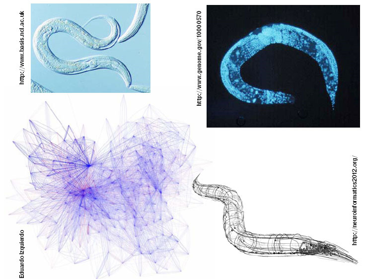 Коротенький червячок с длинным именем Caenorhabditis elegans — прекрасный модельный объект. Его геном был получен еще в 1998 году, а теперь настала очередь коннектома. Справа внизу — коннектом, наложенный на анатомию червя (в конструировании этой схемы приняли участие сотрудники Института систем информатики им. А.П.Ершова СО РАН), слева — схема связей, где каждая точка — нейрон, построенная по данным www.wormatlas.org