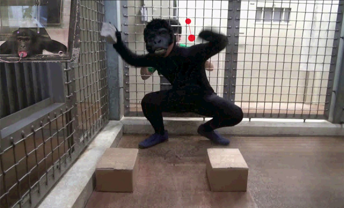 <b>Рис. 2. </b> Кинг-Конг&nbsp;— супергерой или злодей, который обманывает человека на глазах у обезьяны. Фото с сайта www.newscientist.com