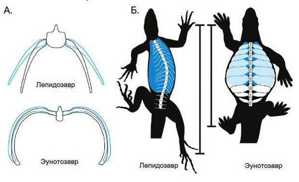 <b>Рис. 2.</b> Ни глубоко вздохнуть, ни широко шагнуть. <b>А.</b> Затрудненное дыхание. Положение ребер при вдохе показано голубым, при выдохе — черным. <b>Б.</b> Неподвижные ребра не позволяют черепахе изгибать тело при ходьбе. Синим цветом обозначены легкие. Из [3] с модификацией