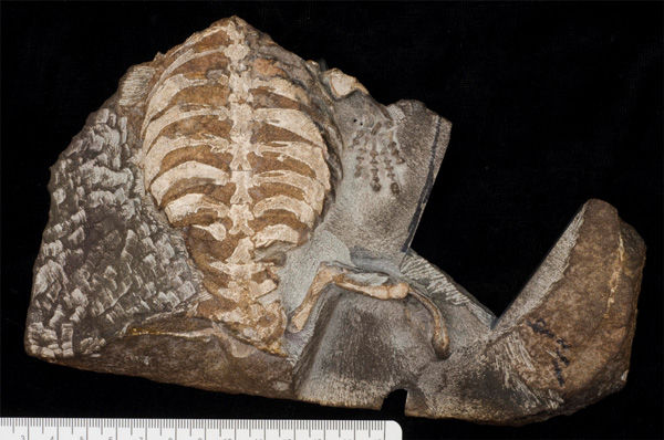 <b>Рис. 3.</b> Отпечаток <i>Eunotosaurus africanus</i> (хвостом к зрителю). Длина черепашки около 15 см. Изображение с сайта phys.org